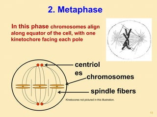 In this phase chromosomes align
along equator of the cell, with one
kinetochore facing each pole
centriol
es
spindle fibers
chromosomes
2. Metaphase
Kinetocores not pictured in this illustration.
13
 