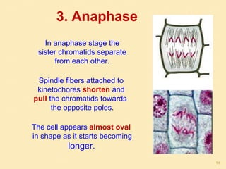 3. Anaphase
In anaphase stage the
sister chromatids separate
from each other.
Spindle fibers attached to
kinetochores shorten and
pull the chromatids towards
the opposite poles.
The cell appears almost oval
in shape as it starts becoming
longer.
14
 