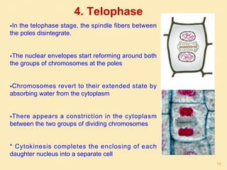 4. Telophase
•In the telophase stage, the spindle fibers between
the poles disintegrate.
•The nuclear envelopes start reforming around both
the groups of chromosomes at the poles
•Chromosomes revert to their extended state by
absorbing water from the cytoplasm
•There appears a constriction in the cytoplasm
between the two groups of dividing chromosomes
* Cytokinesis completes the enclosing of each
daughter nucleus into a separate cell
15
 