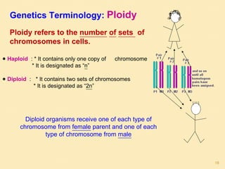 Diploid organisms receive one of each type of
chromosome from female parent and one of each
type of chromosome from male
Ploidy refers to the number of sets of
chromosomes in cells.
● Haploid : * It contains only one copy of chromosome
* It is designated as “n”
● Diploid : * It contains two sets of chromosomes
* It is designated as “2n”
Genetics Terminology: Ploidy
18
 