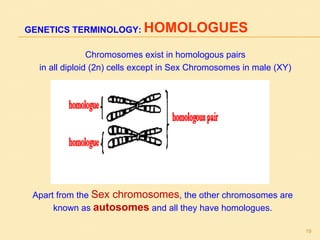 GENETICS TERMINOLOGY: HOMOLOGUES
Chromosomes exist in homologous pairs
in all diploid (2n) cells except in Sex Chromosomes in male (XY)
Apart from the Sex chromosomes, the other chromosomes are
known as autosomes and all they have homologues.
19
 