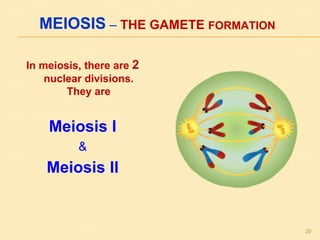 MEIOSIS – THE GAMETE FORMATION
In meiosis, there are 2
nuclear divisions.
They are
Meiosis I
&
Meiosis II
20
 