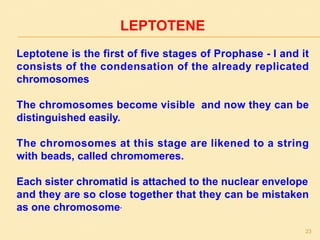 LEPTOTENE
Leptotene is the first of five stages of Prophase - I and it
consists of the condensation of the already replicated
chromosomes
The chromosomes become visible and now they can be
distinguished easily.
The chromosomes at this stage are likened to a string
with beads, called chromomeres.
Each sister chromatid is attached to the nuclear envelope
and they are so close together that they can be mistaken
as one chromosome.
23
 
