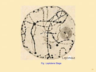 Fig : Leptotene Stage
24
 