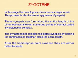 ZYGOTENE
In this stage the homologous chromosomes begin to pair.
This process is also known as zygonema (Synapsis).
These synapsis can form along the entire length of the
chromosomes allowing numerous points of contact called
'synaptonemal complex‘.
The synaptonemal complex facilitates synapsis by holding
the chromosomes together. along the entire length.
After the homologous pairs synapse they are either
called bivalents.
25
 