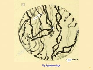 Fig: Zygotene stage
26
 