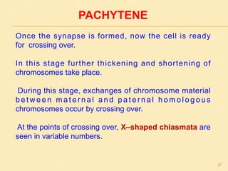 PACHYTENE
Once the synapse is formed, now the cell is ready
for crossing over.
In this stage further thickening and shortening of
chromosomes take place.
During this stage, exchanges of chromosome material
b e t w e e n m a t e r n a l a n d p a t e r n a l h o m o l o g o u s
chromosomes occur by crossing over.
At the points of crossing over, X–shaped chiasmata are
seen in variable numbers.
27
 