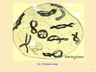 Fig : Pachytene stage
28
 