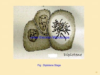 Fig : Diplotene Stage
under Electron Microscope
30
 
