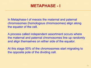 METAPHASE - I
In Metaphase-I of meosis the maternal and paternal
chromosomes (homologous chromosomes) align along
the equator of the cell.
A process called independent assortment occurs where
the maternal and paternal chromosomes line up randomly
and align themselves on either side of the equator.
At this stage 50% of the chromosomes start migrating to
the opposite pole of the dividing cell.
33
 