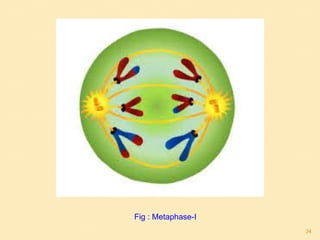 Fig : Metaphase-I
34
 