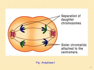 Fig : Anaphase-I
36
 