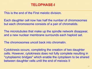 TELOPHASE-I
This is the end of the First meiotic division.
Each daughter cell now has half the number of chromosomes
but each chromosome consists of a pair of chromatids.
The microtubules that make up the spindle network disappear,
and a new nuclear membrane surrounds each haploid set.
The chromosomes uncoil back into chromatin.
Cytokinesis occurs, completing the creation of two daughter
cells. However, cytokinesis does not fully complete resulting in
"cytoplasmic bridges" which enable the cytoplasm to be shared
between daughter cells until the end of meiosis II
37
 