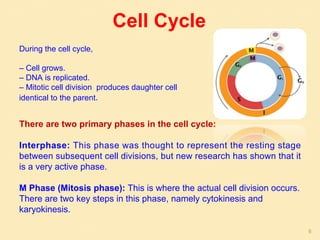 Cell Cycle
During the cell cycle,
– Cell grows.
– DNA is replicated.
– Mitotic cell division produces daughter cell
identical to the parent.
There are two primary phases in the cell cycle:
Interphase: This phase was thought to represent the resting stage
between subsequent cell divisions, but new research has shown that it
is a very active phase.
M Phase (Mitosis phase): This is where the actual cell division occurs.
There are two key steps in this phase, namely cytokinesis and
karyokinesis.
6
 