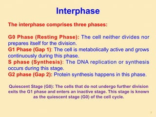 The interphase comprises three phases:
G0 Phase (Resting Phase): The cell neither divides nor
prepares itself for the division.
G1 Phase (Gap 1): The cell is metabolically active and grows
continuously during this phase.
S phase (Synthesis): The DNA replication or synthesis
occurs during this stage.
G2 phase (Gap 2): Protein synthesis happens in this phase.
Quiescent Stage (G0): The cells that do not undergo further division
exits the G1 phase and enters an inactive stage. This stage is known
as the quiescent stage (G0) of the cell cycle.
Interphase
7
 