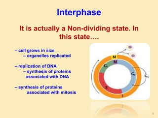 Interphase
It is actually a Non-dividing state. In
this state….
– cell grows in size
– organelles replicated
– replication of DNA
– synthesis of proteins
associated with DNA
– synthesis of proteins
associated with mitosis
8
 