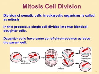 Division of somatic cells in eukaryotic organisms is called
as mitosis
In this process, a single cell divides into two identical
daughter cells.
Daughter cells have same set of chromosomes as does
the parent cell.
Mitosis Cell Division
9
 
