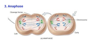 CELL DIVISION (MITOSIS AND MEIOSIS): CELL PHYSIOLOGY | PPTX