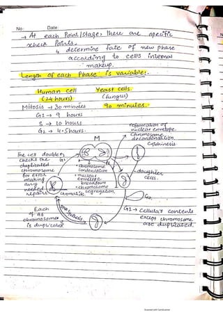 Cell Division chapter 11 th important chapter | PDF