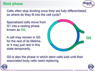 Comprehensive Overview of the Cell Cycle, Mitosis, and Meiosis ...