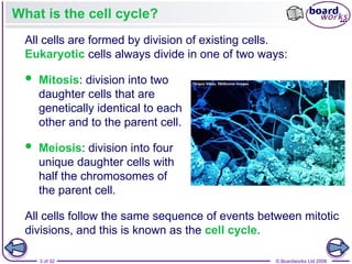 Comprehensive Overview of the Cell Cycle, Mitosis, and Meiosis ...