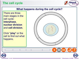 Comprehensive Overview of the Cell Cycle, Mitosis, and Meiosis ...