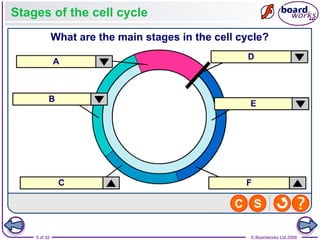 Comprehensive Overview of the Cell Cycle, Mitosis, and Meiosis ...