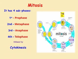 Mitosis
It has 4 sub-phases:
1st
– Prophase
2nd – Metaphase
3rd – Anaphase
4th – Telophase
followed by
Cytokinesis
 