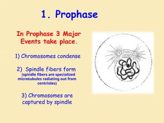 1. Prophase
In Prophase 3 Major
Events take place.
1) Chromosomes condense
2) Spindle fibers form
(spindle fibers are specialized
microtubules radiating out from
centrioles)
3) Chromosomes are
captured by spindle
 