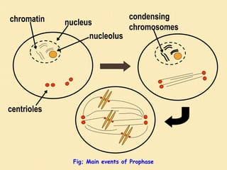 chromatin
nucleolus
nucleus
centrioles
condensing
chromosomes
Fig; Main events of Prophase
 