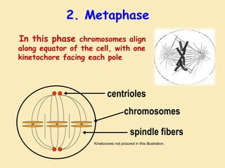 In this phase chromosomes align
along equator of the cell, with one
kinetochore facing each pole
centrioles
spindle fibers
chromosomes
2. Metaphase
Kinetocores not pictured in this illustration.
 