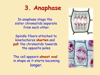 3. Anaphase
In anaphase stage the
sister chromatids separate
from each other.
Spindle fibers attached to
kinetochores shorten and
pull the chromatids towards
the opposite poles.
The cell appears almost oval
in shape as it starts becoming
longer.
 