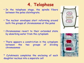 4. Telophase
• In the telophase stage, the spindle fibers
between the poles disintegrate.
• The nuclear envelopes start reforming around
both the groups of chromosomes at the poles
• Chromosomes revert to their extended state
by absorbing water from the cytoplasm
• There appears a constriction in the cytoplasm
between the two groups of dividing
chromosomes
* Cytokinesis completes the enclosing of each
daughter nucleus into a separate cell
 