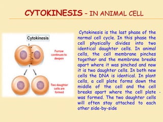 CYTOKINESIS – IN ANIMAL CELL
.
Cytokinesis is the last phase of the
normal cell cycle. In this phase the
cell physically divides into two
identical daughter cells. In animal
cells, the cell membrane pinches
together and the membrane breaks
apart where it was pinched and now
it is two daughter cells. In both new
cells the DNA is identical. In plant
cells, a cell plate forms down the
middle of the cell and the cell
breaks apart where the cell plate
was formed. The two daughter cells
will often stay attached to each
other side-by-side
 