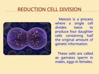 REDUCTION CELL DIVISION
Meiosis is a process
where a single cell
divides twice to
produce four daughter
cells containing half
the original amount of
genetic information.
These cells are called
as gamates sperm in
males, eggs in females.
 