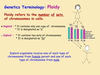 Diploid organisms receive one of each type of
chromosome from female parent and one of each
type of chromosome from male
Ploidy refers to the number of sets
of chromosomes in cells.
● Haploid : * It contains only one copy of chromosome
* It is designated as “n”
● Diploid : * It contains two sets of chromosomes
* It is designated as “2n”
Genetics Terminology: Ploidy
 