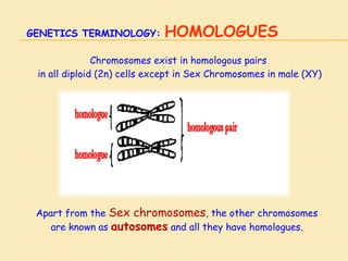 GENETICS TERMINOLOGY: HOMOLOGUES
Chromosomes exist in homologous pairs
in all diploid (2n) cells except in Sex Chromosomes in male (XY)
Apart from the Sex chromosomes, the other chromosomes
are known as autosomes and all they have homologues.
 