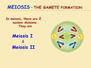 MEIOSIS – THE GAMETE FORMATION
In meiosis, there are 2
nuclear divisions.
They are
Meiosis I
&
Meiosis II
 