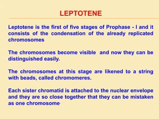 LEPTOTENE
Leptotene is the first of five stages of Prophase - I and it
consists of the condensation of the already replicated
chromosomes
The chromosomes become visible and now they can be
distinguished easily.
The chromosomes at this stage are likened to a string
with beads, called chromomeres.
Each sister chromatid is attached to the nuclear envelope
and they are so close together that they can be mistaken
as one chromosome.
 