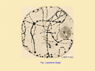 Fig : Leptotene Stage
 