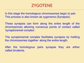 ZYGOTENE
In this stage the homologous chromosomes begin to pair.
This process is also known as zygonema (Synapsis).
These synapsis can form along the entire length of the
chromosomes allowing numerous points of contact called
'synaptonemal complex‘.
The synaptonemal complex facilitates synapsis by holding
the chromosomes together.
along the entire length.
After the homologous pairs synapse they are either
called bivalents.
 