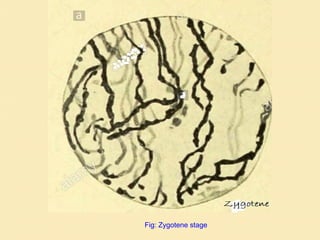 Fig: Zygotene stage
 