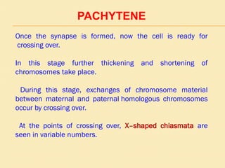 PACHYTENE
Once the synapse is formed, now the cell is ready for
crossing over.
In this stage further thickening and shortening of
chromosomes take place.
During this stage, exchanges of chromosome material
between maternal and paternal homologous chromosomes
occur by crossing over.
At the points of crossing over, X–shaped chiasmata are
seen in variable numbers.
 