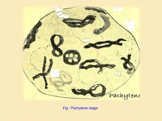 Fig : Pachytene stage
 