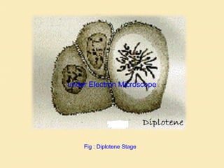 Fig : Diplotene Stage
under Electron Microscope
 