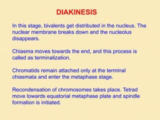 In this stage, bivalents get distributed in the nucleus. The
nuclear membrane breaks down and the nucleolus
disappears.
Chiasma moves towards the end, and this process is
called as terminalization.
Chromatids remain attached only at the terminal
chiasmata and enter the metaphase stage.
Recondensation of chromosomes takes place. Tetrad
move towards equatorial metaphase plate and spindle
formation is initiated.
DIAKINESIS
 