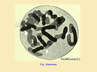 Fig : Diakinesis
 