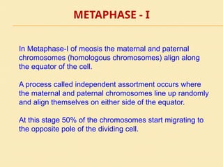 METAPHASE - I
In Metaphase-I of meosis the maternal and paternal
chromosomes (homologous chromosomes) align along
the equator of the cell.
A process called independent assortment occurs where
the maternal and paternal chromosomes line up randomly
and align themselves on either side of the equator.
At this stage 50% of the chromosomes start migrating to
the opposite pole of the dividing cell.
 