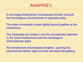 ANAPHSE-I
In this stage Kinetochore microtubules shorten and pull
the homologous chromosomes to opposite poles.
The sister chromatids remain tightly bound together at the
centromere.
The chiasmata are broken in as the microtubules attached
to the fused kinetochores pull the homologous
chromosomes apart .
Non-kinetochore microtubules lengthen, pushing the
centrosomes farther apart and the cell starts elongatting.
 