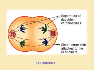 Fig : Anaphase-I
 